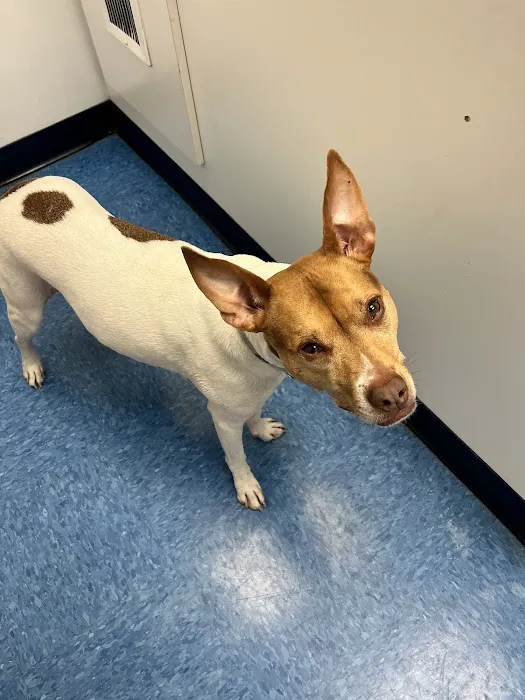 Caring Hands Animal Hospital - Arlington Picture 1