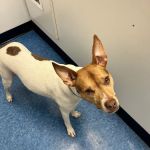 Caring Hands Animal Hospital - Arlington