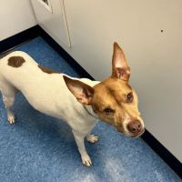 Caring Hands Animal Hospital - Arlington ico