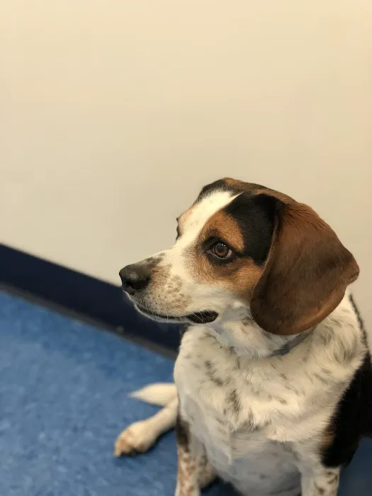 Caring Hands Animal Hospital - Arlington Picture 4