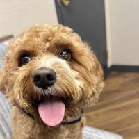 GoodVets Crystal City ico