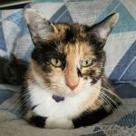 Shirlington Animal Hospital