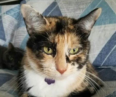 Shirlington Animal Hospital