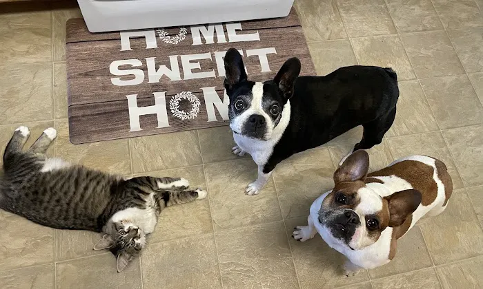 Shirlington Animal Hospital Picture 4