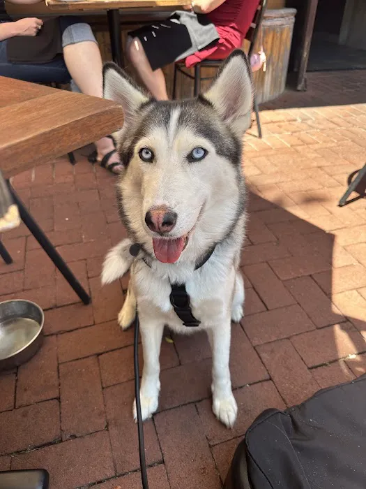 Shirlington Animal Hospital Picture 2