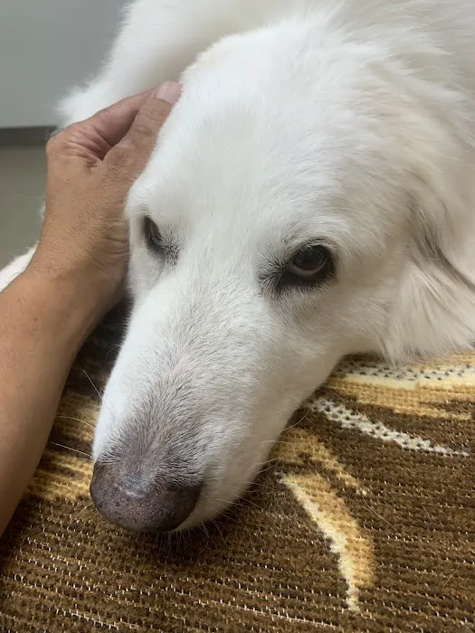 Shirlington Animal Hospital Picture 7