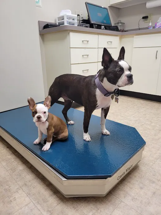 Shirlington Animal Hospital Picture 5
