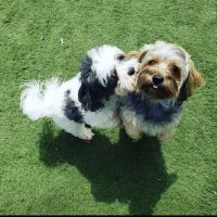 Halfmoon Valley Animal Hospital ico