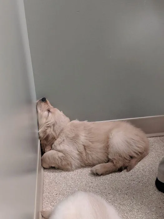Halfmoon Valley Animal Hospital Picture 8