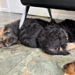Yonkers Animal Hospital