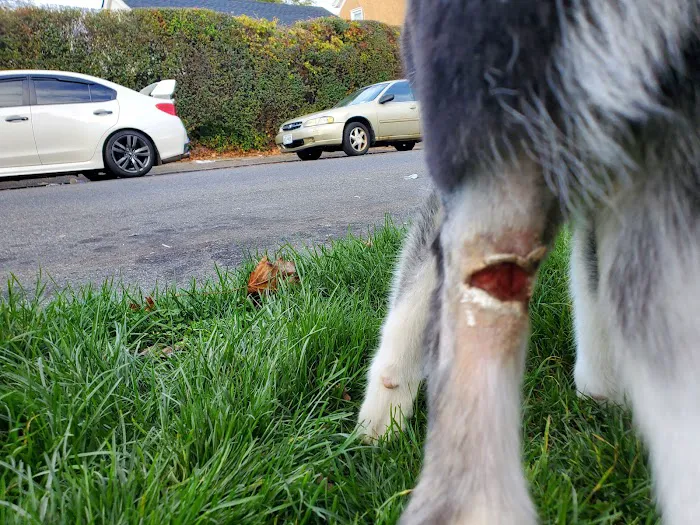 Yonkers Animal Hospital Picture 4