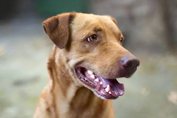 Yonkers Animal Hospital Picture 7