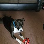 Banfield Pet Hospital