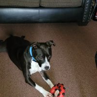 Banfield Pet Hospital ico