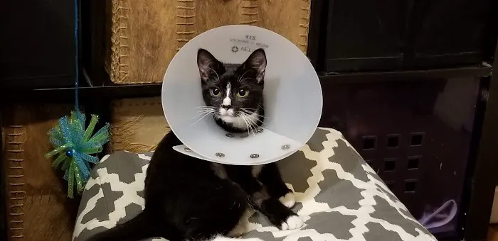 Banfield Pet Hospital Picture 2