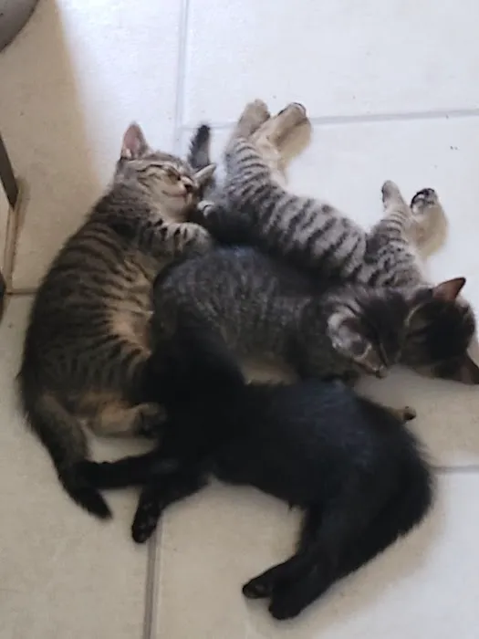 Vetco Vaccination Clinic Picture 4