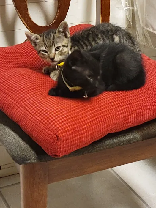Vetco Vaccination Clinic Picture 5
