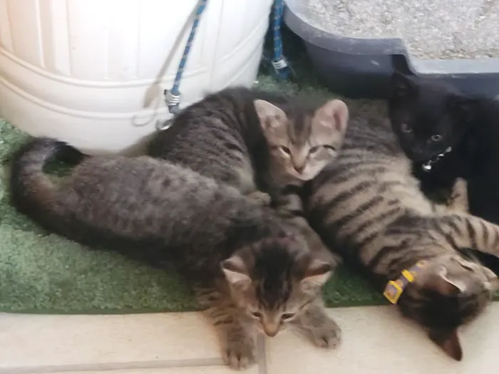 Vetco Vaccination Clinic Picture 1