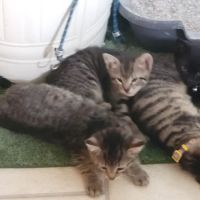 Vetco Vaccination Clinic ico