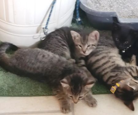 Vetco Vaccination Clinic