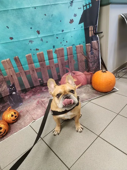 Central Animal Hospital Picture 10
