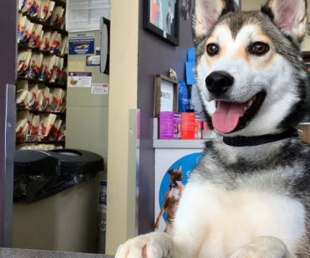County Animal Clinic