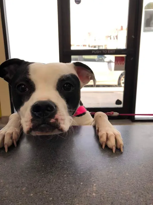 County Animal Clinic Picture 3