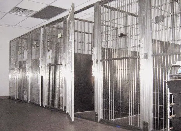 County Animal Clinic Picture 8