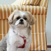 Tuckahoe Animal Hospital & Pet Center ico