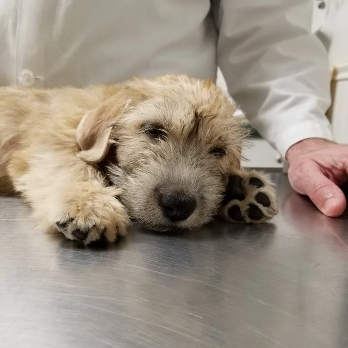 Tuckahoe Animal Hospital & Pet Center Picture 3
