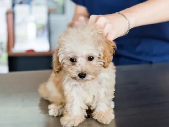 Tuckahoe Animal Hospital & Pet Center Picture 7