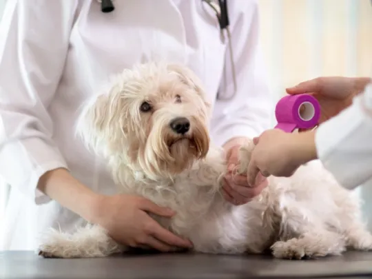 Tuckahoe Animal Hospital & Pet Center Picture 9