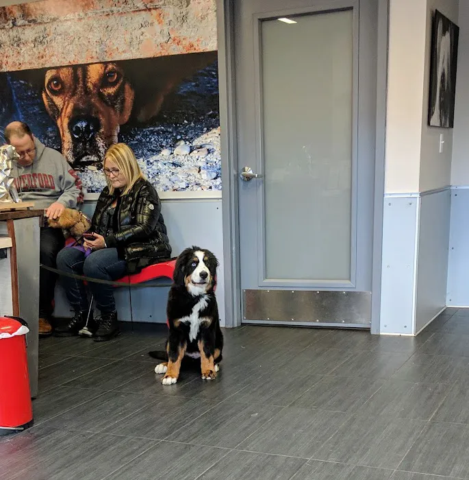 Petchester Veterinary Picture 2