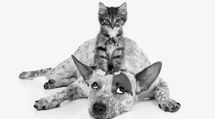 Petchester Veterinary Picture 1