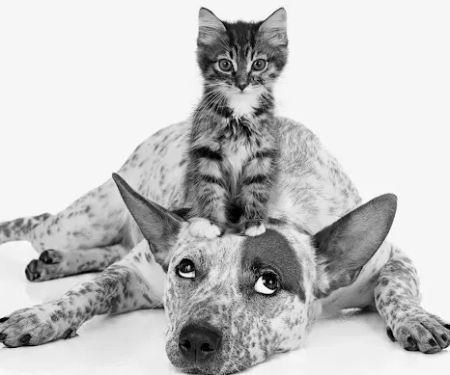 Petchester Veterinary