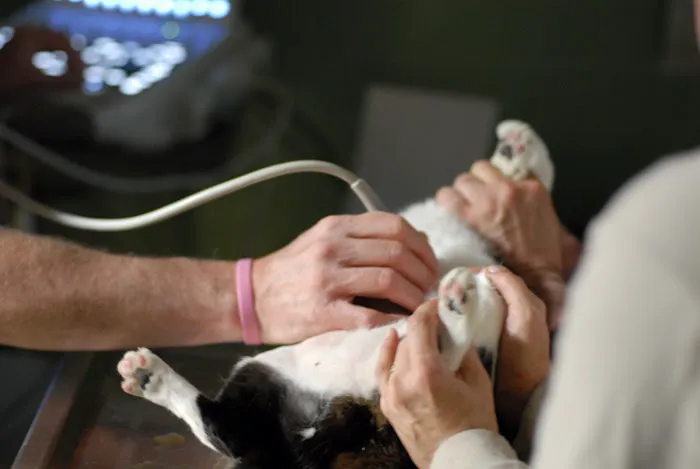 Animal Health Care PC Picture 6
