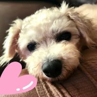 Ideal Pet Veterinary Clinic ico