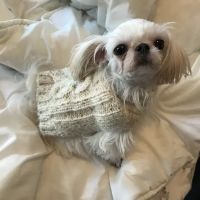 Oliver's Dog & Cat Clinic ico
