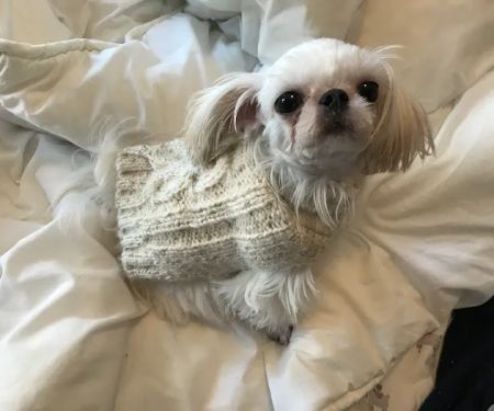 Oliver's Dog & Cat Clinic