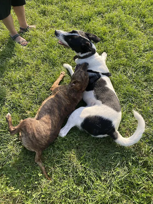 Oliver's Dog & Cat Clinic Picture 5