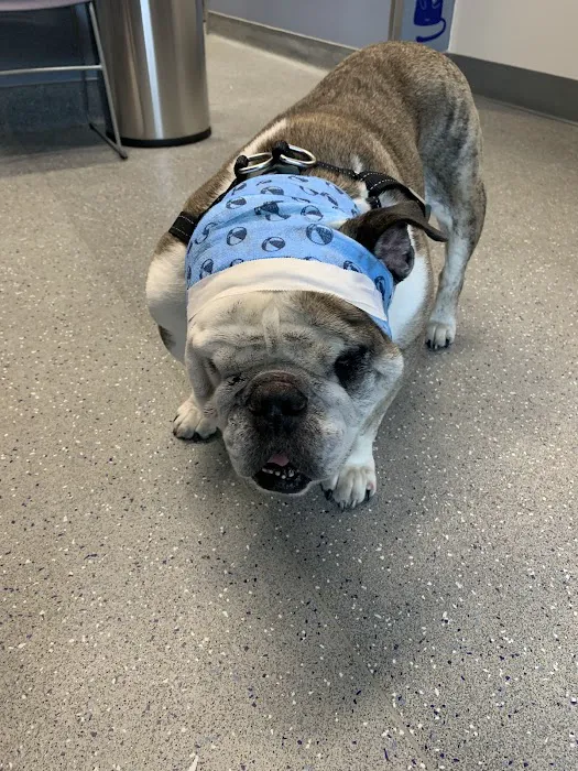 Oliver's Dog & Cat Clinic Picture 7
