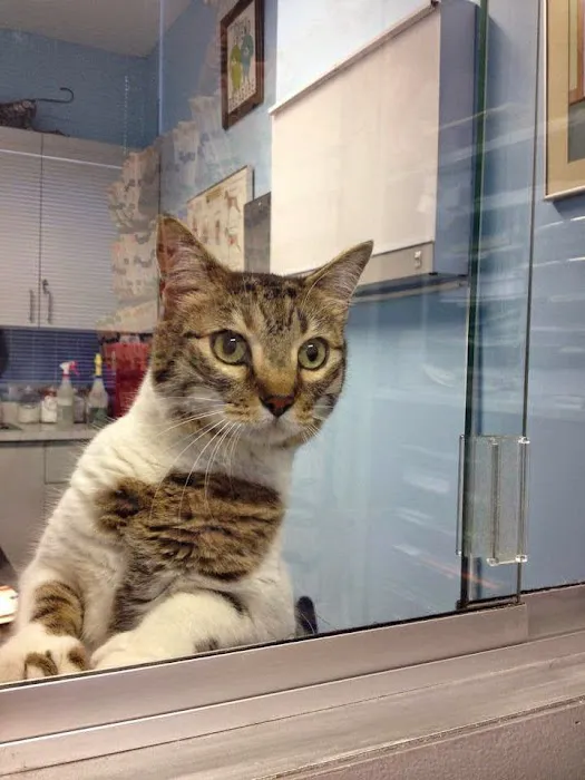 Oliver's Dog & Cat Clinic Picture 9