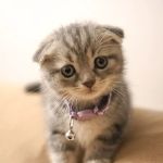Bronx County Animal Hospital
