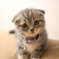 Bronx County Animal Hospital ico