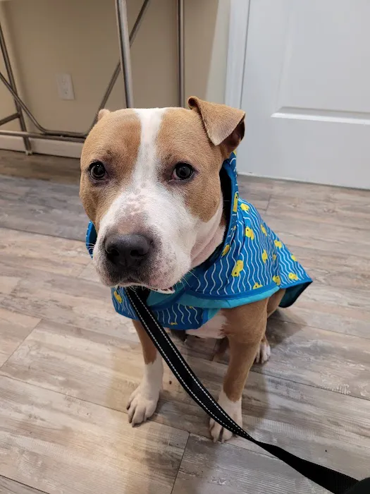 Bronx County Animal Hospital Picture 8