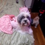 Tri-Boro Animal Hospital