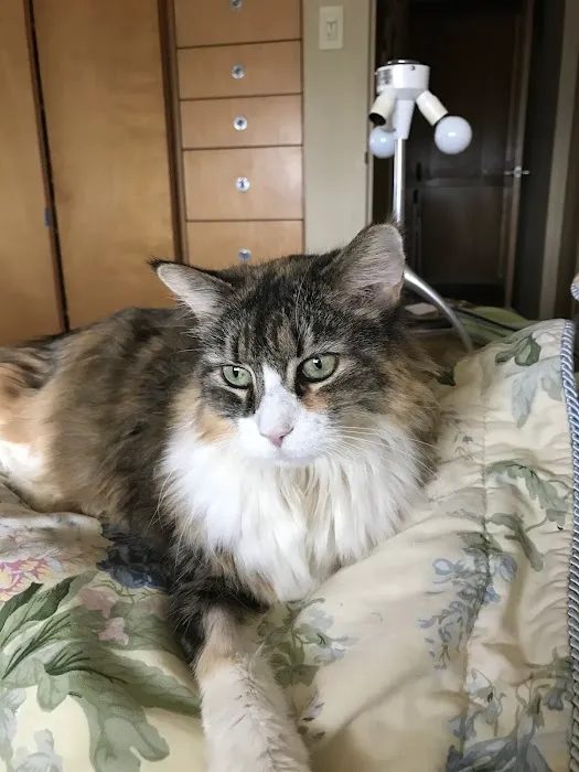 Uptown Paws Veterinary Clinic Picture 4