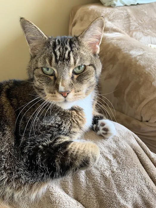 Uptown Paws Veterinary Clinic Picture 3