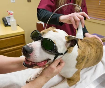 Tranquil Paws Veterinary