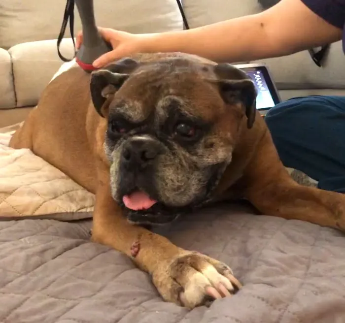 Tranquil Paws Veterinary Picture 7